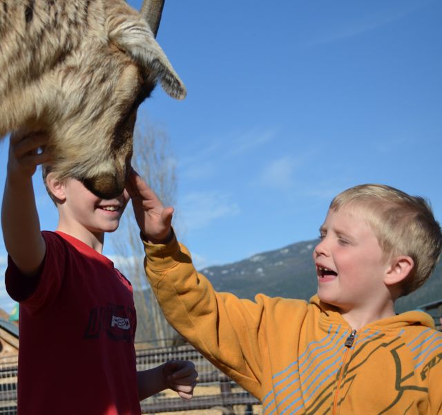 People, goats enjoy sunny weather | iNFOnews.ca