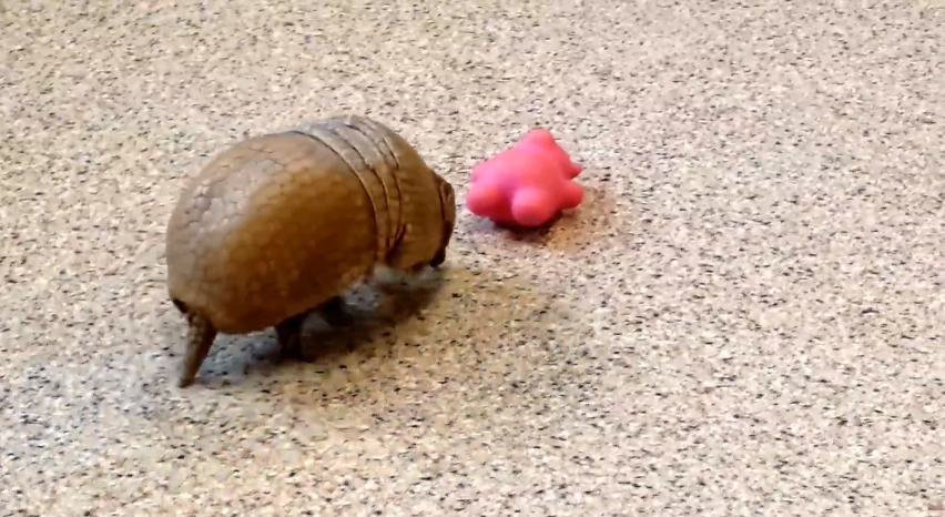 Armadillos are adorable | iNFOnews.ca