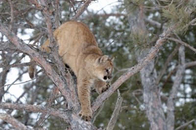 Cougar next to a daycare was one of two shot in Lake Country yesterday | iNFOnews.ca Cougar next to a daycare was one of two shot in Lake Country yesterday | iNFOnews.ca