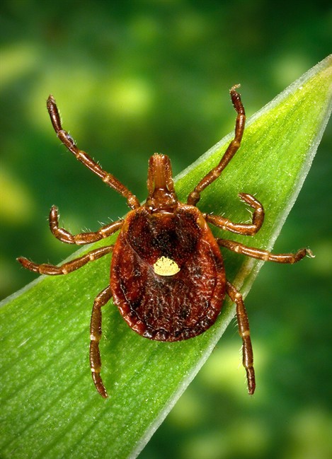 Bad bite: Doctors see surge of sudden meat allergies caused by ticks | iNFOnews.ca Bad bite: Doctors see surge of sudden meat allergies caused by ticks | iNFOnews.ca