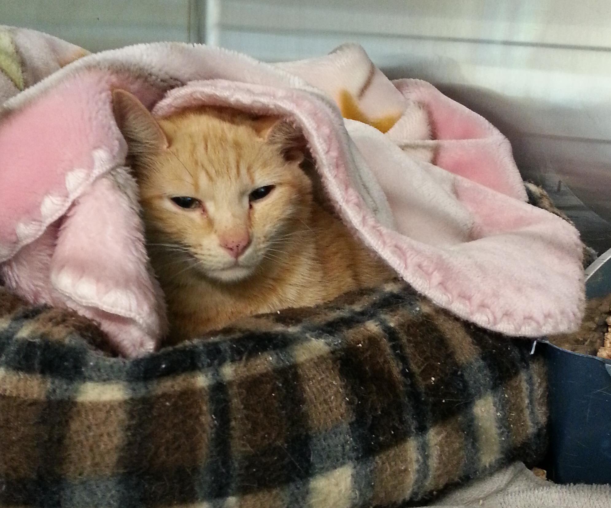 Looking for a forever home, Penticton SPCA Pet of the Week | iNFOnews.ca