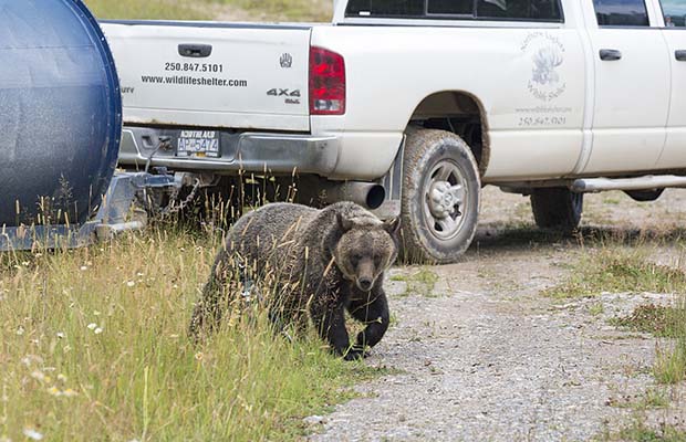Orphaned grizzly released back into the wild as part of B.C. pilot rehab project | iNFOnews.ca
