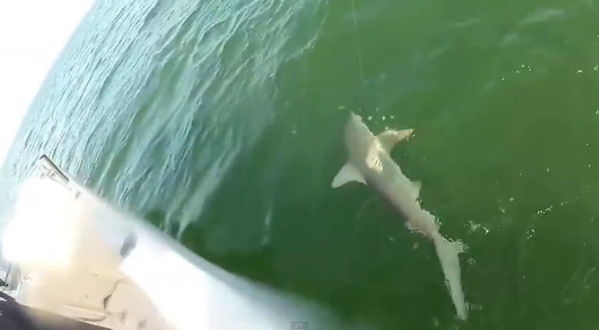 Giant fish eats shark of the hook in one bite | iNFOnews.ca Giant fish eats shark of the hook in one bite | iNFOnews.ca