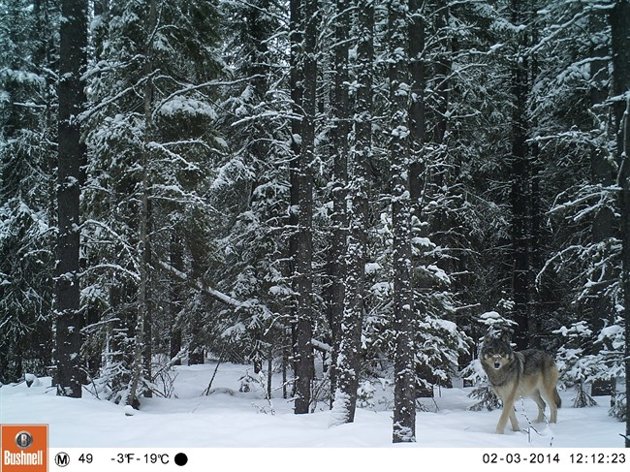 Scientists study industrial damage in Alberta foothills to save caribou | iNFOnews.ca Scientists study industrial damage in Alberta foothills to save caribou | iNFOnews.ca