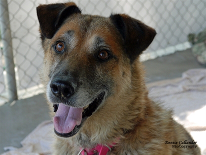 Looking for a forever home, Vernon SPCA pets of the week | iNFOnews.ca Looking for a forever home, Vernon SPCA pets of the week | iNFOnews.ca