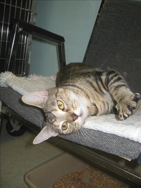 Looking for a forever home, Vernon SPCA pets of the week | iNFOnews.ca Looking for a forever home, Vernon SPCA pets of the week | iNFOnews.ca