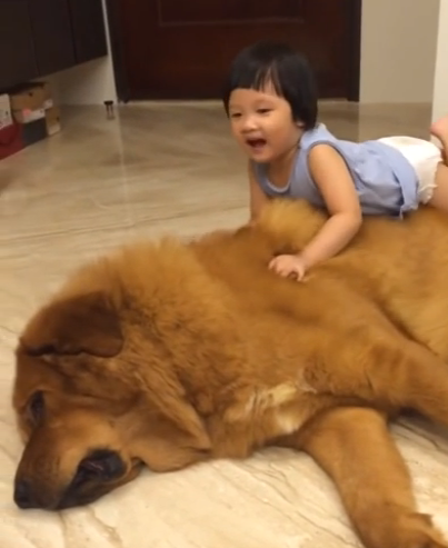 Little girl and giant mastiff | iNFOnews.ca