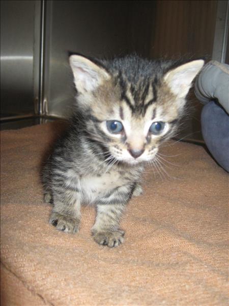 Looking for a forever home, Vernon SPCA pets of the week | iNFOnews.ca