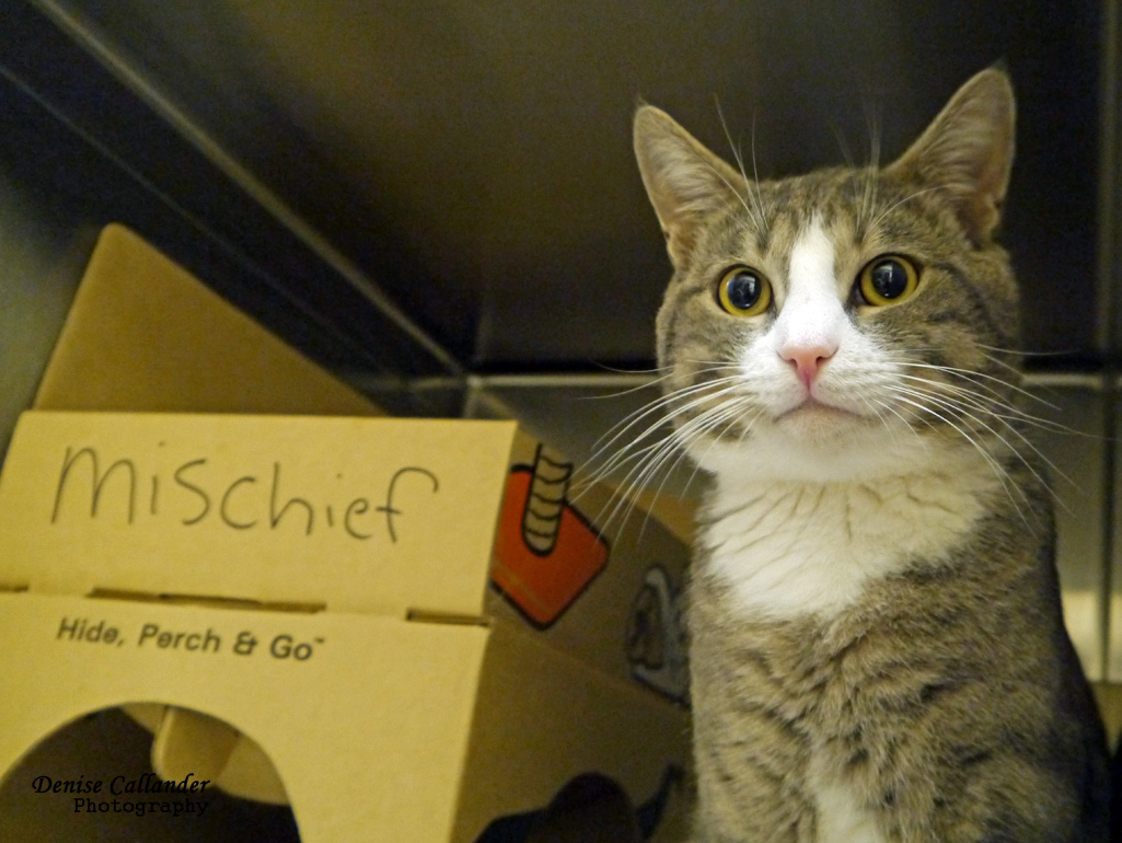 Looking for a forever home, Vernon SPCA pets of the week | iNFOnews.ca