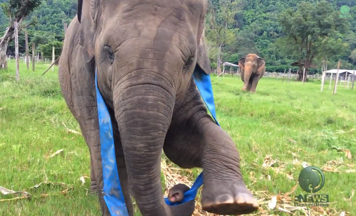 Elephants are awesome | iNFOnews.ca