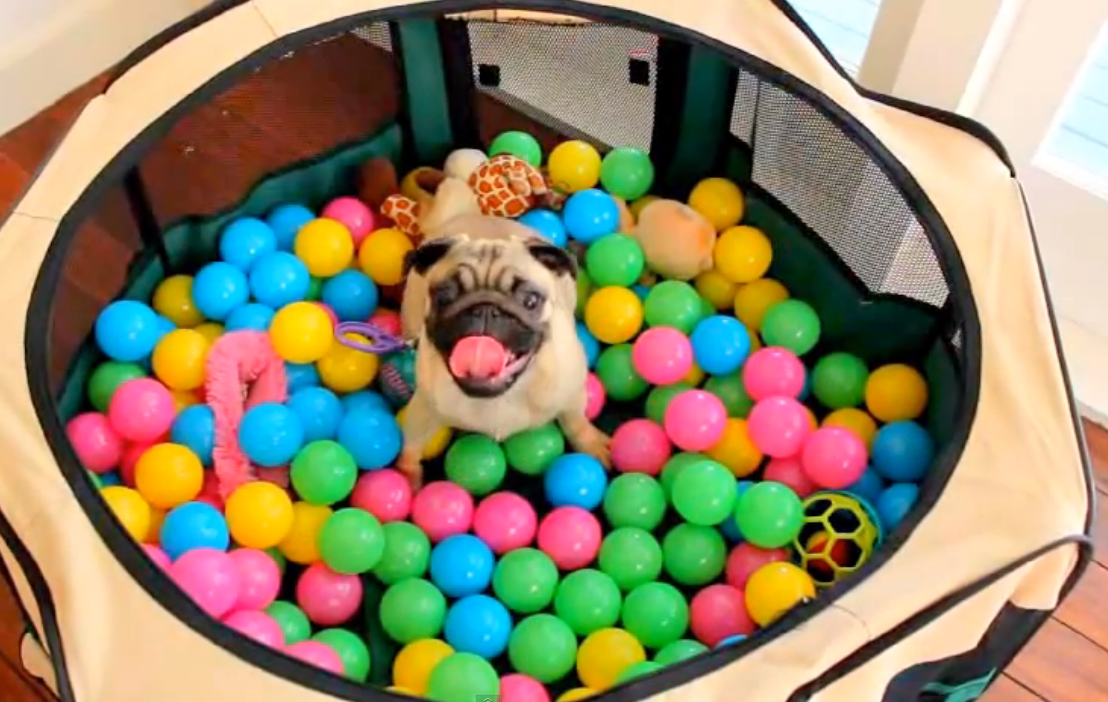 Pug loses it in ball pit | iNFOnews.ca