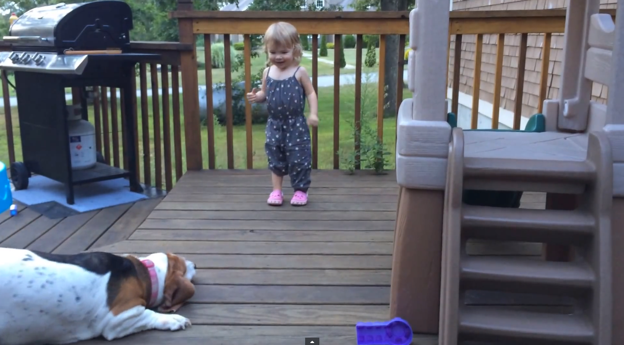 Excited basset vs. chortling toddler | iNFOnews.ca