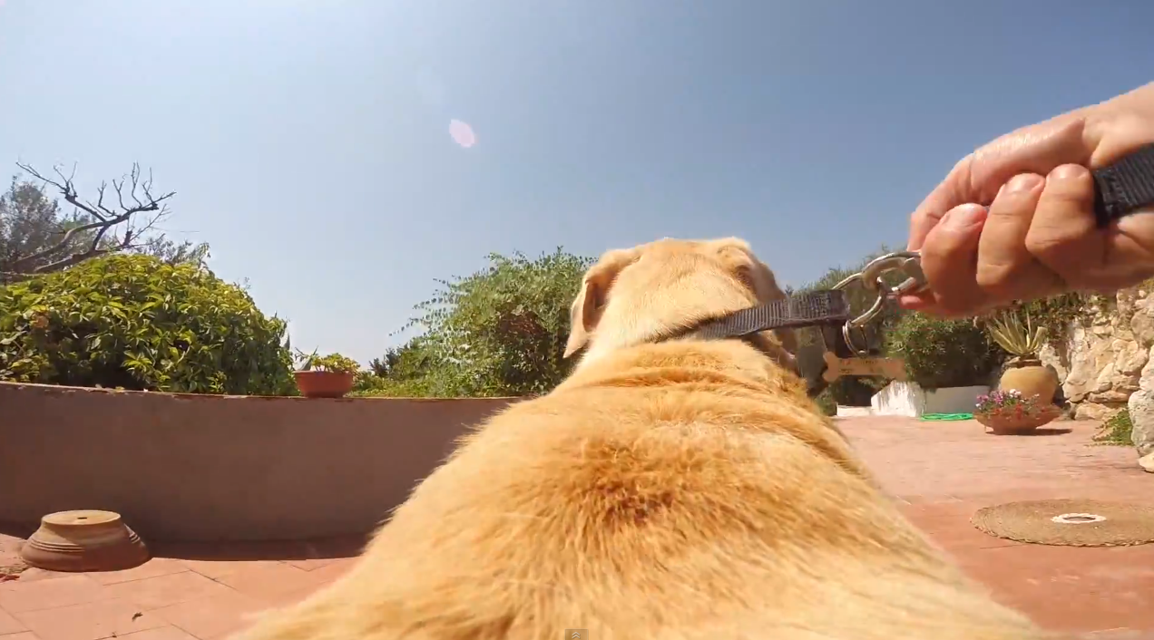 Walter the lab POV | iNFOnews.ca