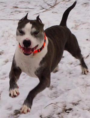 Lumby cops juggle graffiti, drunk-driving, biting dogs | iNFOnews.ca