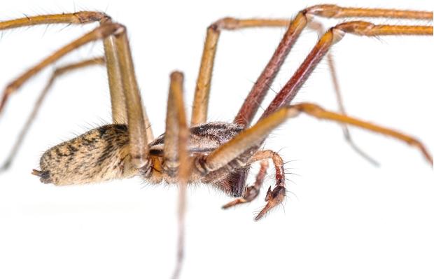 Big, hairy spiders not scary, says Royal B.C. Museum's entomology manager | iNFOnews.ca
