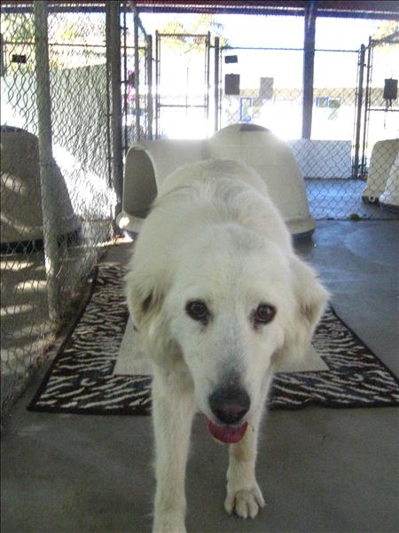 Looking for a forever home, Vernon SPCA pets of the week | iNFOnews.ca