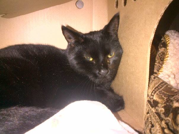 Looking for a forever home, Vernon SPCA pets of the week | iNFOnews.ca