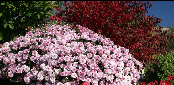 Sun Rivers receives National Communities in Bloom Award | iNFOnews.ca