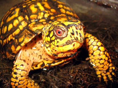 Canadian man found with 51 live turtles stuffed in pants | iNFOnews.ca Canadian man found with 51 live turtles stuffed in pants | iNFOnews.ca