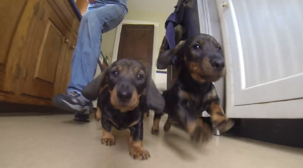 Puppies challenge kittens for internet dominance | iNFOnews.ca