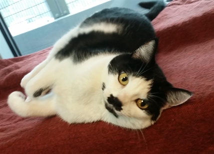 Looking for a forever home, Penticton SPCA Pets of the Week | iNFOnews.ca