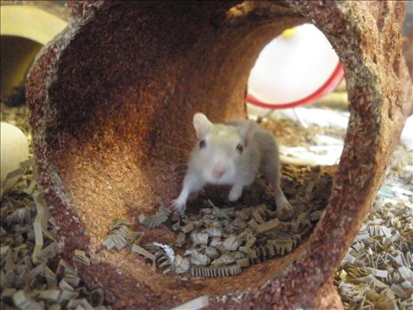 Looking for a forever home, Penticton SPCA Pets of the Week | iNFOnews.ca