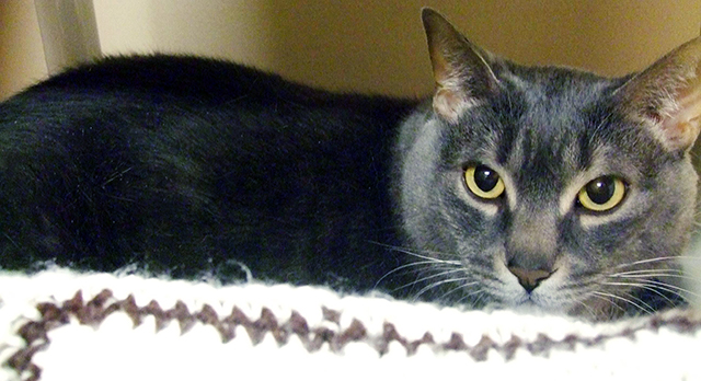 Looking for a forever home, Kelowna SPCA Pet of the Week | iNFOnews.ca Looking for a forever home, Kelowna SPCA Pet of the Week | iNFOnews.ca