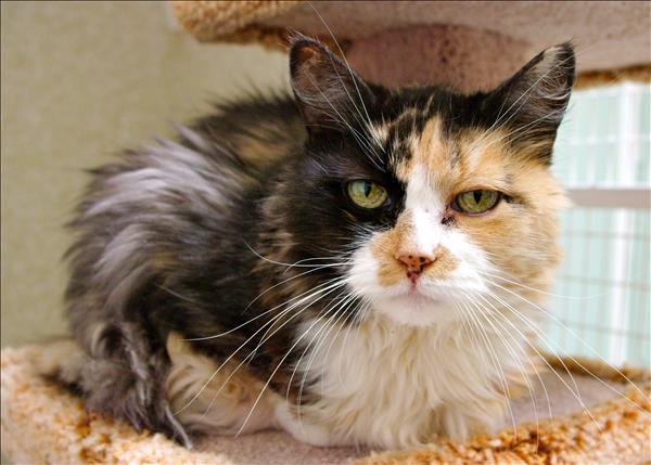Looking for a forever home, Kamloops SPCA Pet of the Week | iNFOnews.ca