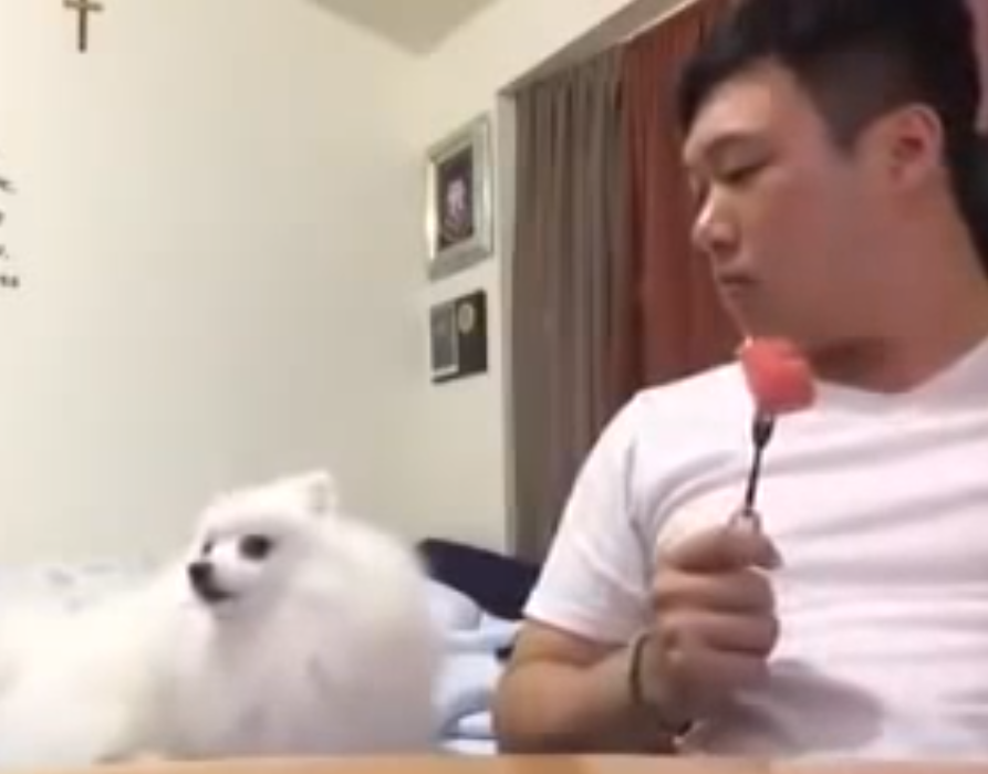 Cute pup keeps eye on the prize | iNFOnews.ca