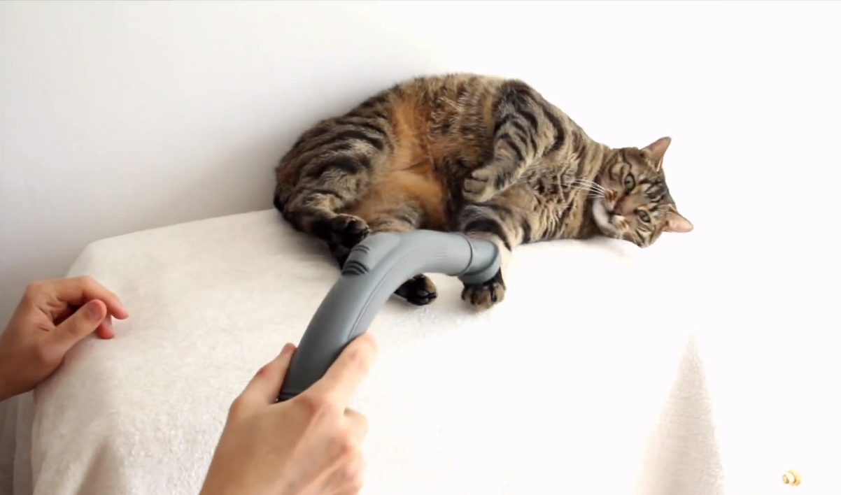Vacuuming the cat | iNFOnews.ca