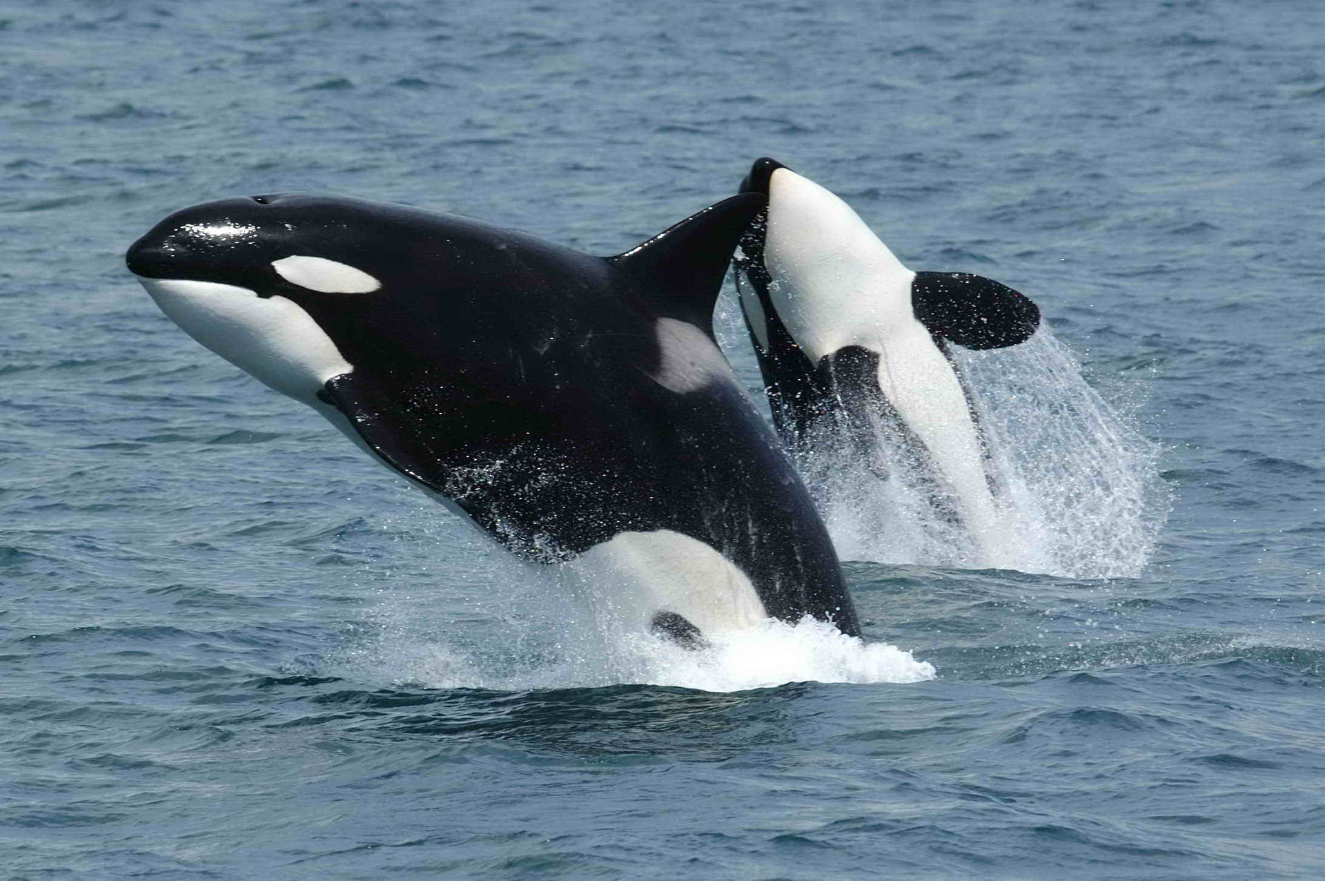 Museum handbook examines B.C.'s stunning variety of marine mammals | iNFOnews.ca Museum handbook examines B.C.'s stunning variety of marine mammals | iNFOnews.ca