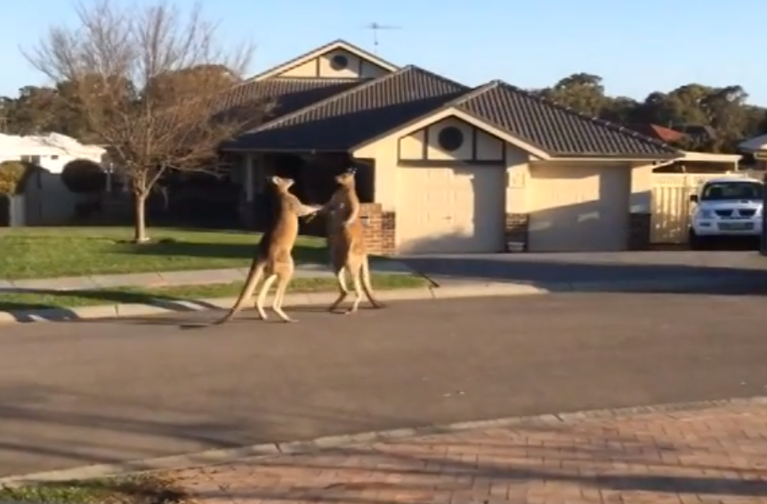 Kangaroos fight like drunks outside a bar at closing time | iNFOnews.ca Kangaroos fight like drunks outside a bar at closing time | iNFOnews.ca