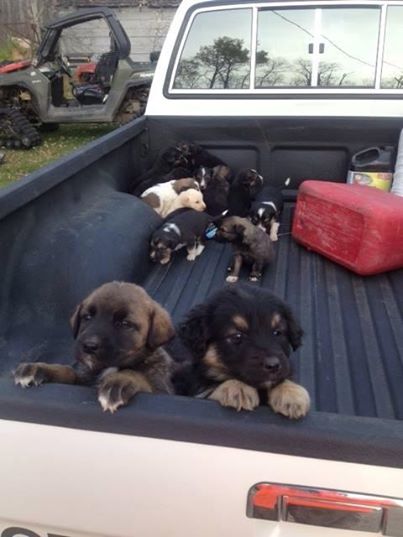 Puppy love: offers to help pour in after hunter rescues 20 pups in field | iNFOnews.ca Puppy love: offers to help pour in after hunter rescues 20 pups in field | iNFOnews.ca
