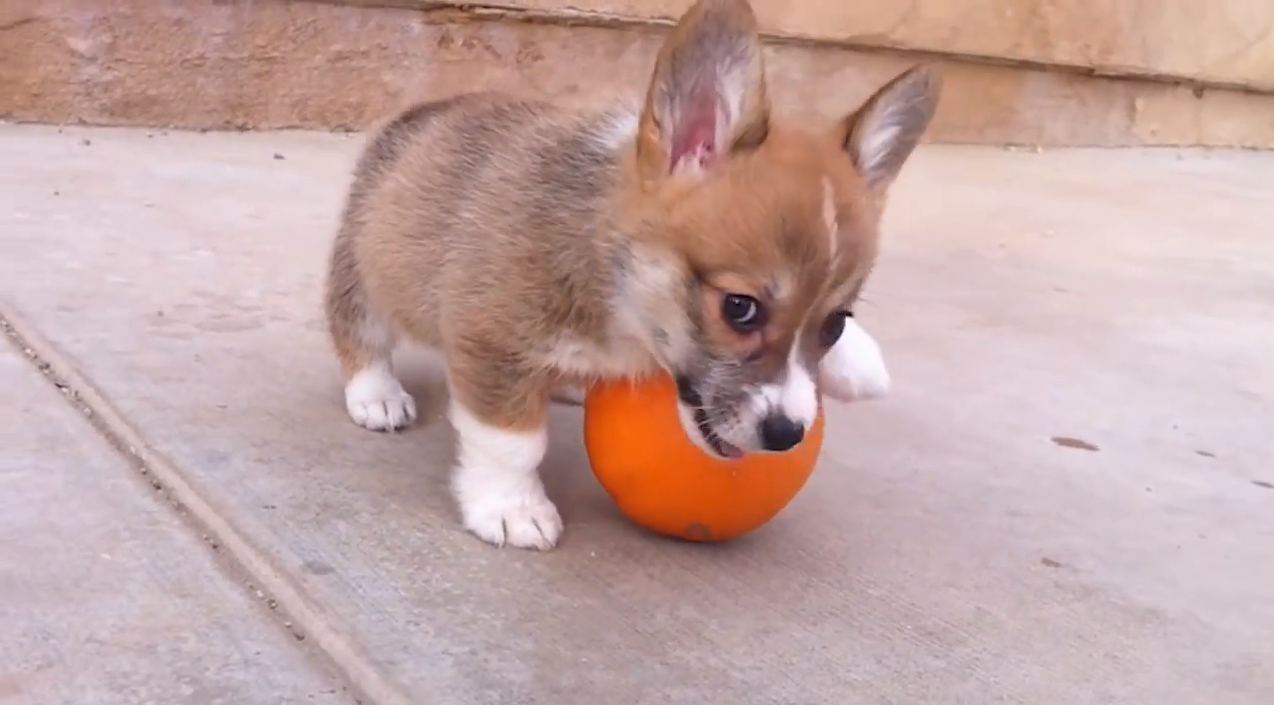 And now... a corgi puppy playing with a tiny pumpkin | iNFOnews.ca And now... a corgi puppy playing with a tiny pumpkin | iNFOnews.ca