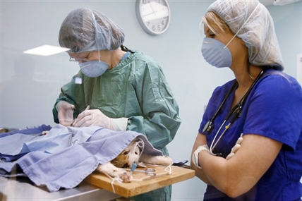 Should Canada allow birth control for dogs and cats? | iNFOnews.ca