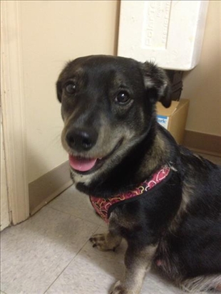 Looking for a forever home; Vernon SPCA pets of the week | iNFOnews.ca