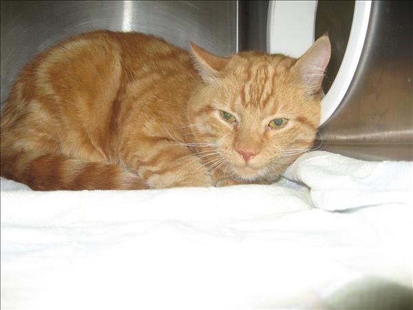 Looking for a forever home; Vernon SPCA pets of the week | iNFOnews.ca