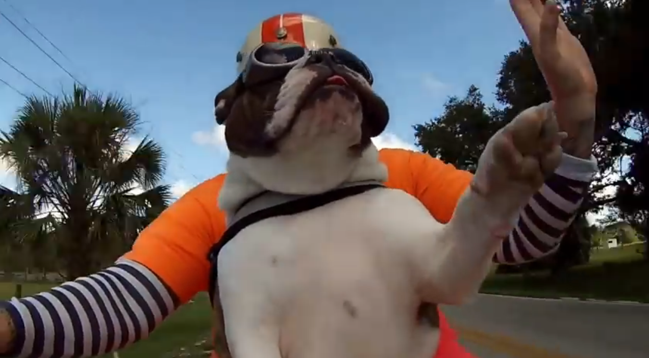 Coolest bulldog ever | iNFOnews.ca