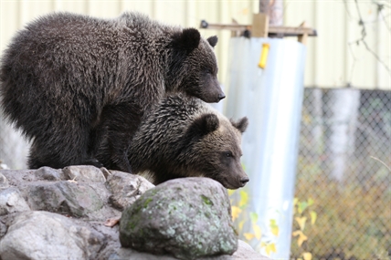 The altruism of Facebook: How a rescue of two bear cubs was aided by strangers | iNFOnews.ca