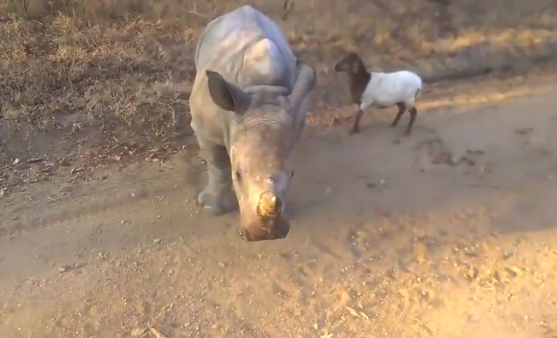 Adorable, unlikely friends | iNFOnews.ca