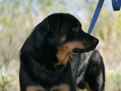 Looking for a forever home; Vernon SPCA pets of the week | iNFOnews.ca