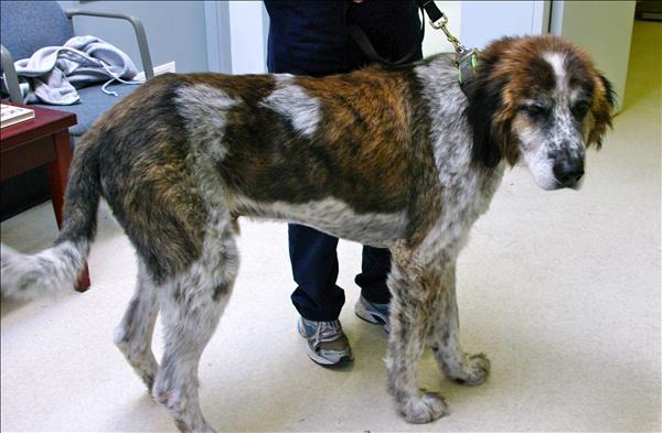 Looking for a forever home, Kamloops SPCA Pet of the Week | iNFOnews.ca