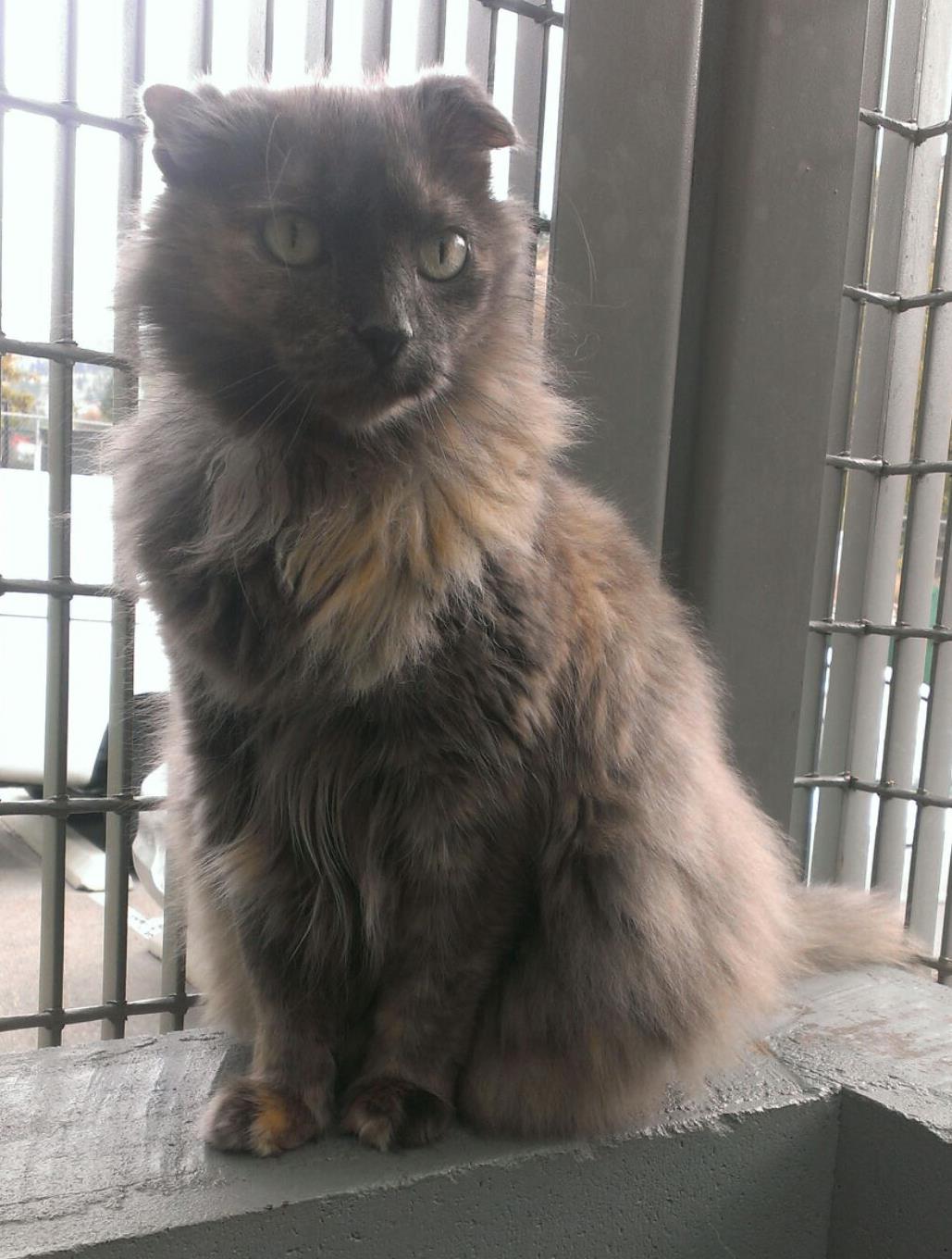 Looking for a forever home, Penticton SPCA Pet of the Week | iNFOnews.ca