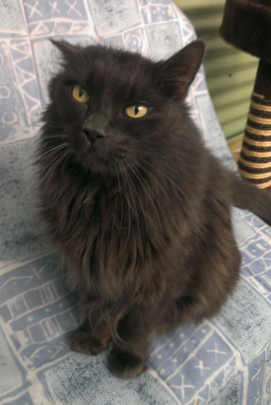 Looking for a forever home, Penticton SPCA Pet of the Week | iNFOnews.ca