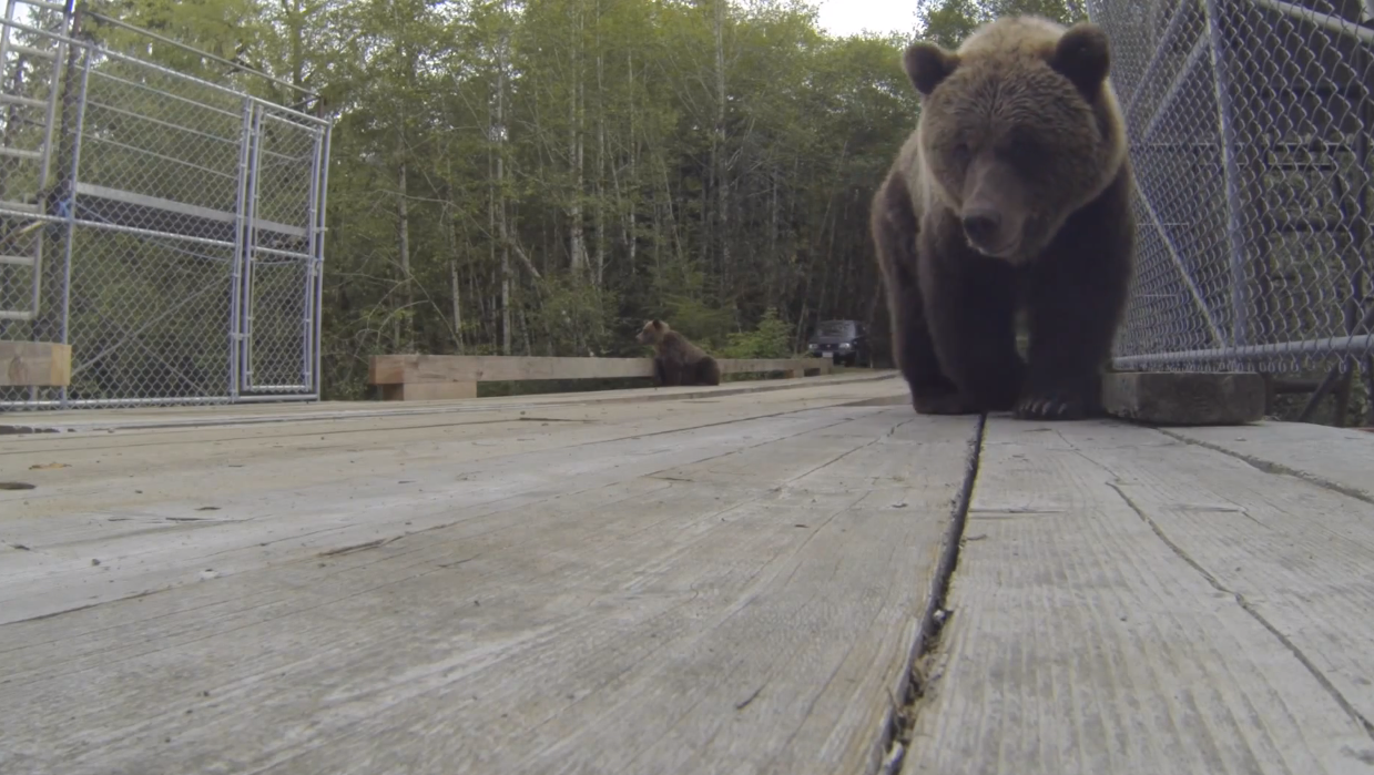 Up close and personal with a grizzly | iNFOnews.ca