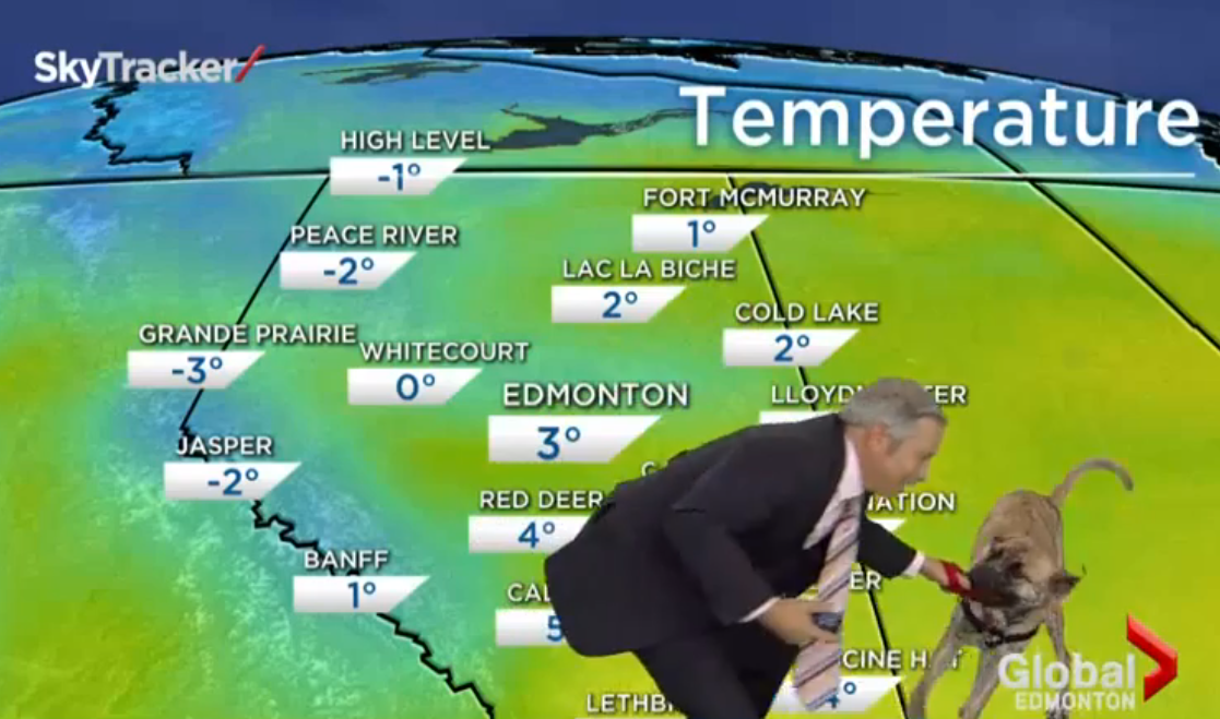 Ripple the dog doesn't care about the weather forecast | iNFOnews.ca