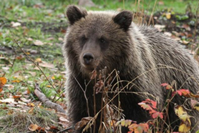 Rescued bears named after contest on social media | iNFOnews.ca