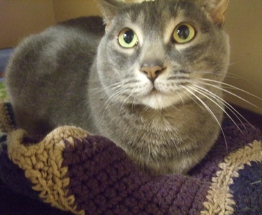 Looking for a forever home, Kelowna SPCA Pet of the Week | iNFOnews.ca Looking for a forever home, Kelowna SPCA Pet of the Week | iNFOnews.ca