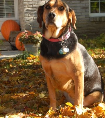 Keep your dog safe through Halloween and no fireworks | iNFOnews.ca