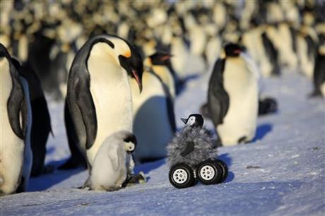 Cute chick rover: A new way to spy on shy penguins | iNFOnews.ca